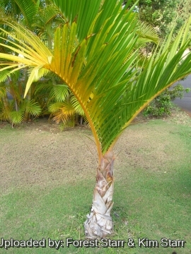 Hyophorbe verschaffeltii