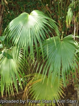 Livistona chinensis