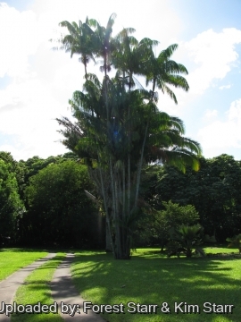 Oncosperma tigillarium