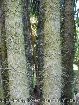 Oncosperma tigillarium