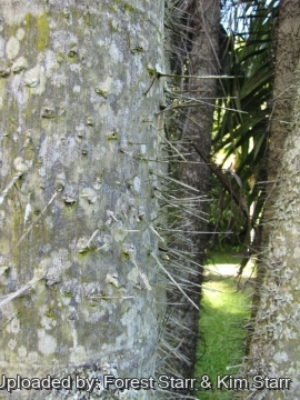 Oncosperma tigillarium