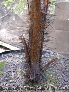 Phoenicophorium borsigianum