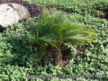 Phoenix roebelenii