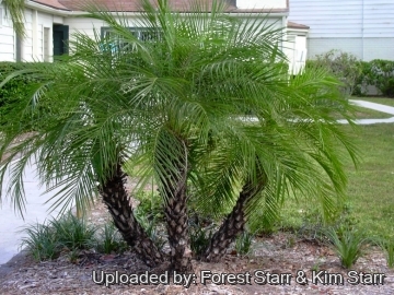 Phoenix roebelenii