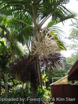Prestoea acuminata var. montana