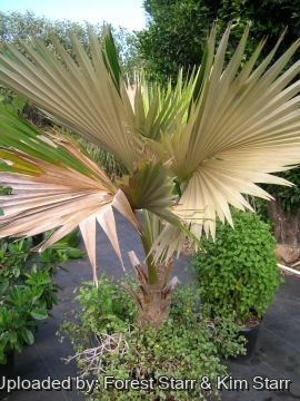 Pritchardia arecina