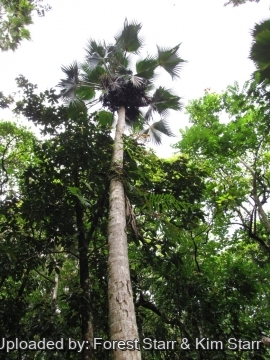 Pritchardia forbesiana