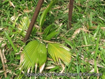 Pritchardia maideniana
