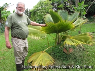 Pritchardia mitiaroana