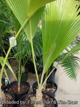 Pritchardia pacifica