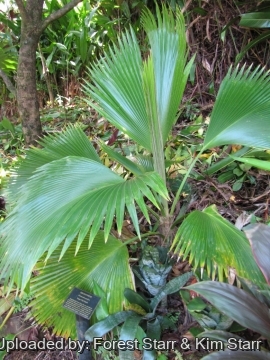 Pritchardia pacifica