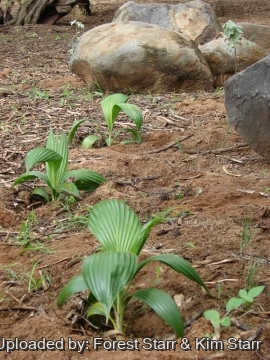 Pritchardia remota