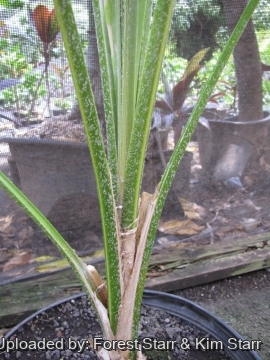 Pritchardia remota