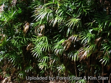 Rhapis excelsa