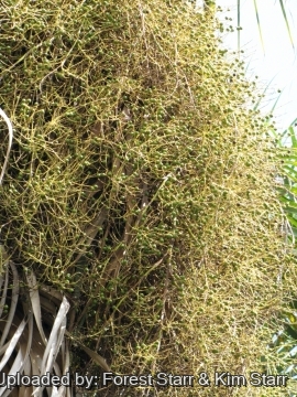 Sabal palmetto