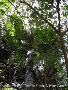 Verschaffeltia splendida