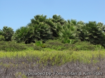 Washingtonia robusta