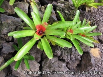 Neoregelia carolinae