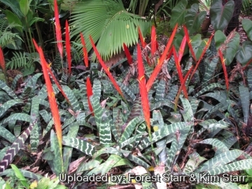 Vriesea splendens