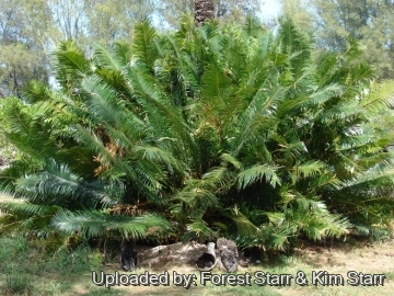 Cycas circinalis