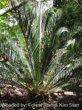 Macrozamia moorei