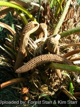 Zamia furfuracea