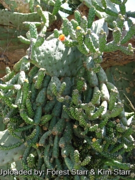 Consolea moniliformis