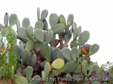 Opuntia ficus-indica