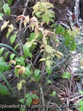 Pereskia aculeata