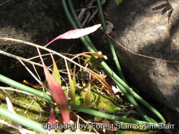 Pseudorhipsalis ramulosa