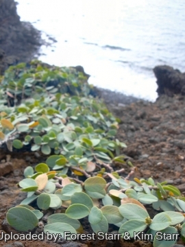 Euphorbia celastroides var. laehiensis