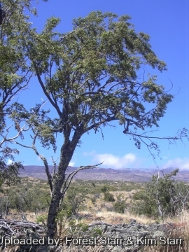 Euphorbia olowaluana