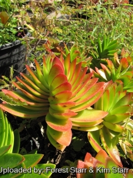 Crassula capitella cv. Campfire