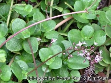 Crassula multicava