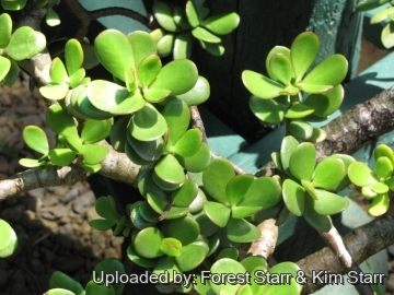 Crassula ovata