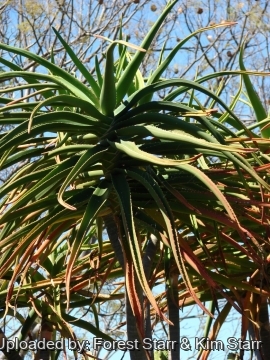 Aloe barberae