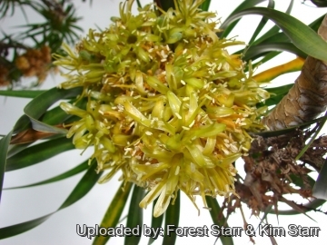 Dracaena auwahiensis