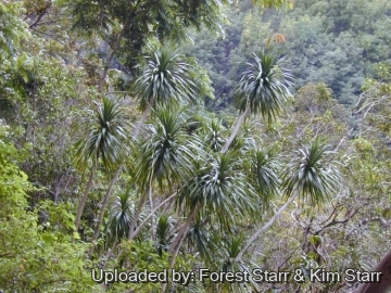 Dracaena auwahiensis