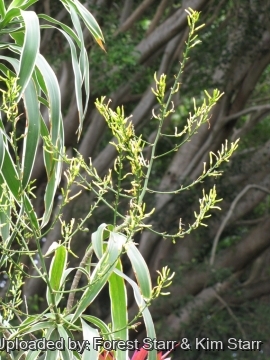 Dracaena angustifolia cv. Honoriae