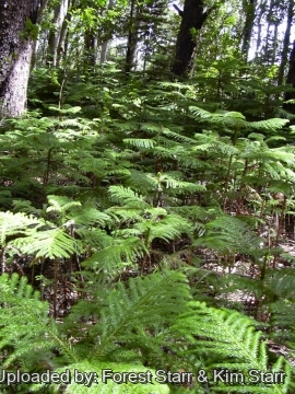 Araucaria columnaris