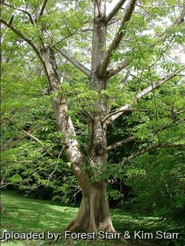 Bombax ceiba