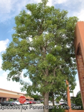 Tabebuia aurea