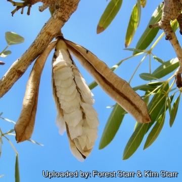 Tabebuia aurea