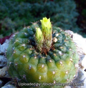 Frailea perumbilicata