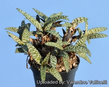 Ledebouria socialis