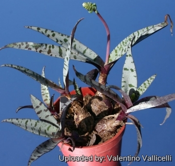 Ledebouria violacea