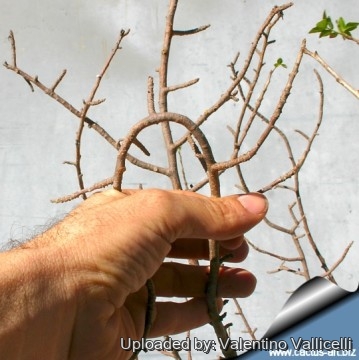 Bursera fagaroides