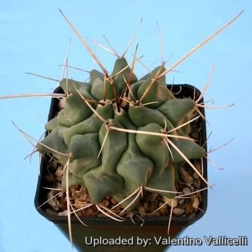 Thelocactus rinconensis var. lophothele