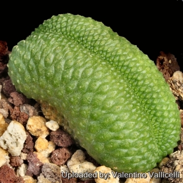 Rebutia krainziana cv. Inermis Cristata
