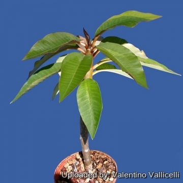 Plumeria rubra